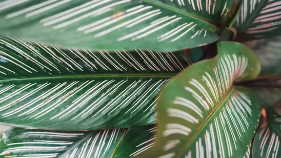 Detailed view of green Calathea ornata leaves showcasing unique striped patterns.