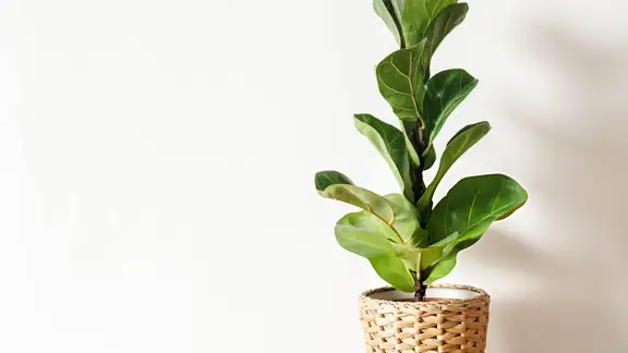 A fiddle leaf fig in a woven basket against a bright white wall