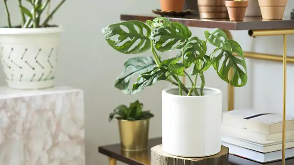 A monstera with holey, fenestrated leaves in a white pot on a styled plant shelf