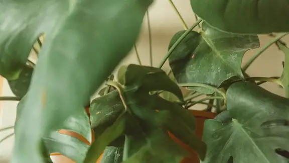Aesthetic close-up of lush green Monstera leaves showcasing natural beauty and texture.