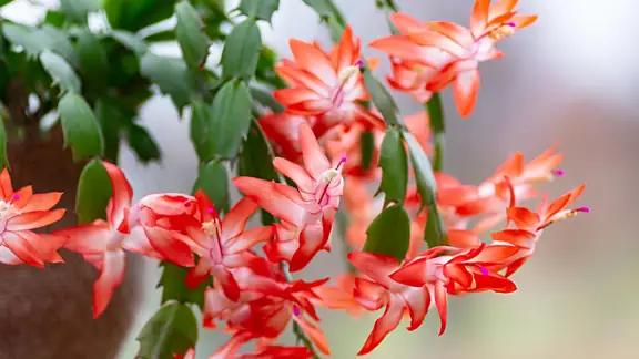 A Christmas cactus in full bloom with red and pink flowers