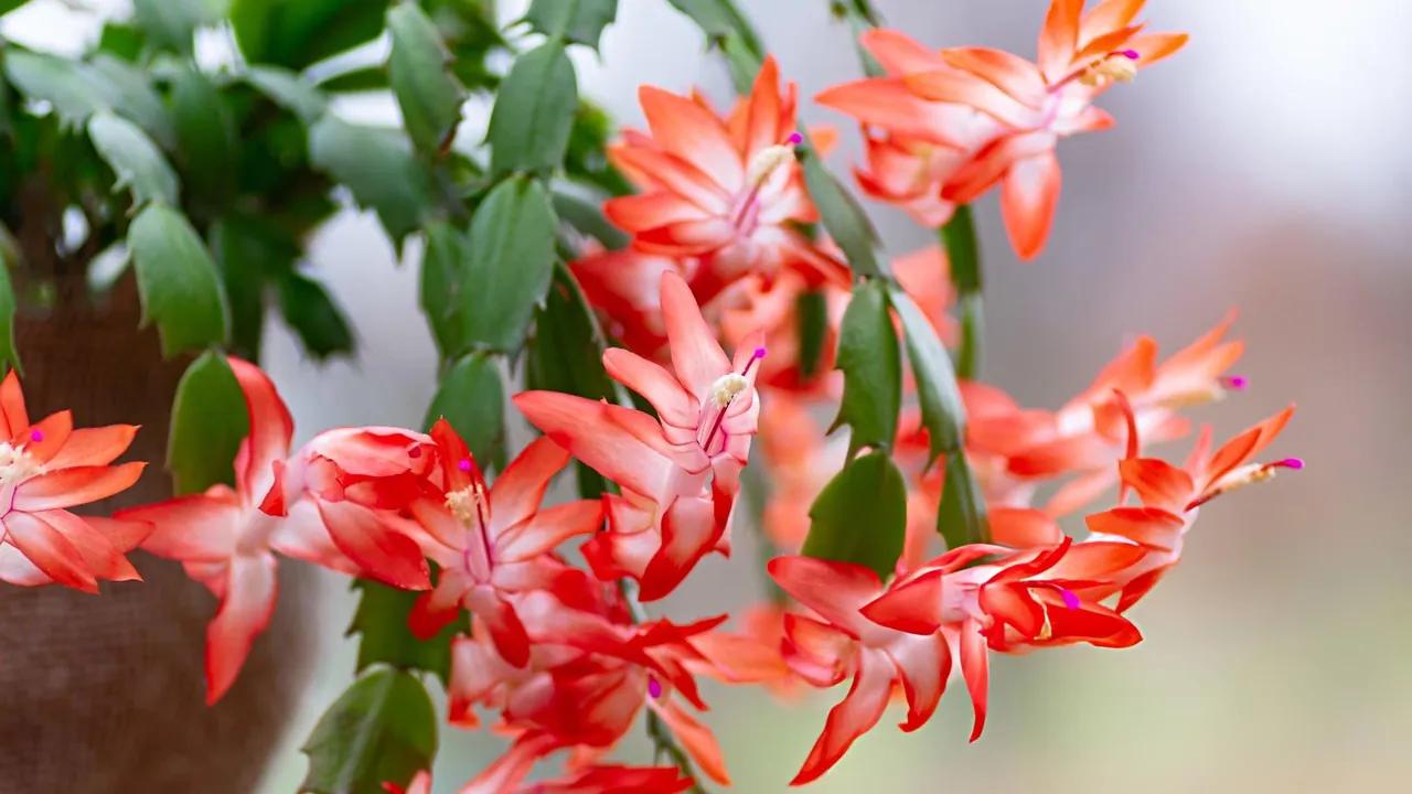 A Christmas cactus in full bloom with red and pink flowers