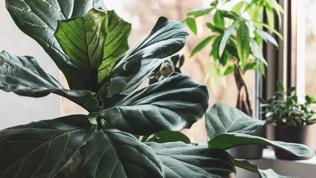 Bright indoor setting with a fiddle leaf fig beside a sunlit window and other houseplants.