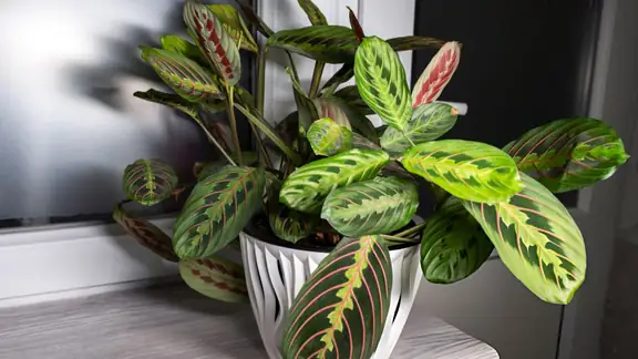 A prayer plant with boldly patterned, veined leaves