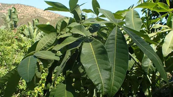 A braided money tree (Pachira aquatica) in a pot on a cream background
