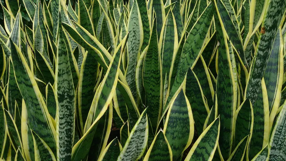 A variegated 'Laurentii' snake plant with yellow-edged leaves