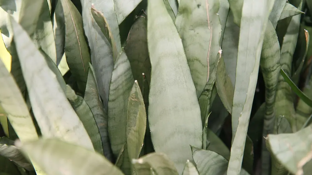 A 'Silver Queen' snake plant with silvery upright leaves in a pot