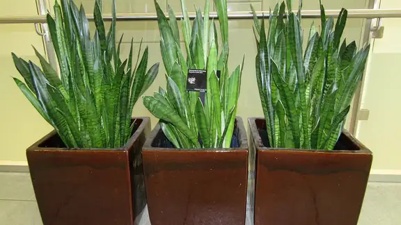 A snake plant (Sansevieria) in a terracotta pot against a white wall