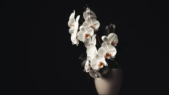 A stunning display of white orchids in a pot against a dark background, capturing elegance and simplicity.