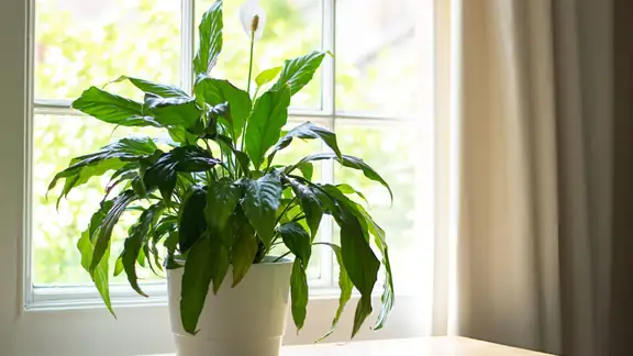 A peace lily with lush green leaves in a bright window