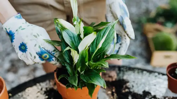Close-up of hands planting a peace lily in a terracotta pot with gloves.