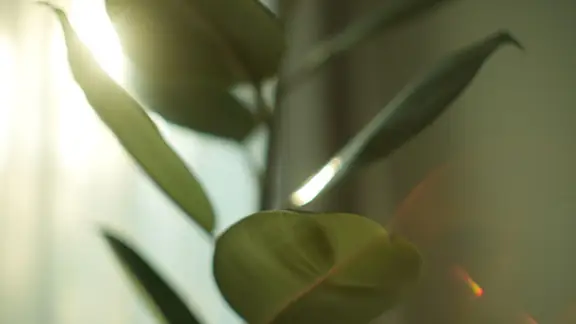 Close-up of a rubber plant's large, glossy leaves