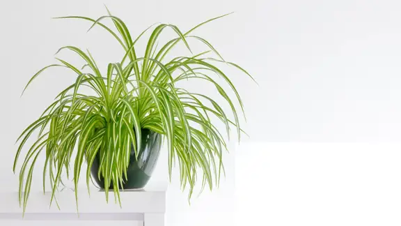 A spider plant with long, arching variegated leaves